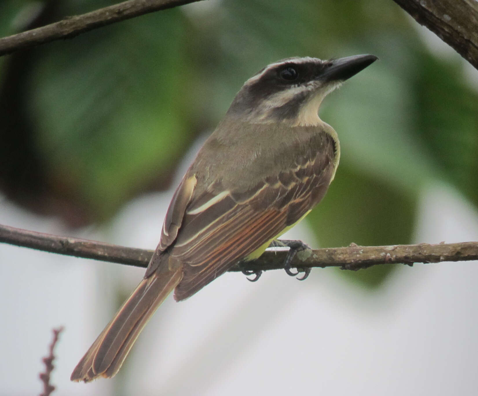 Image of Golden-crowned Flycatcher