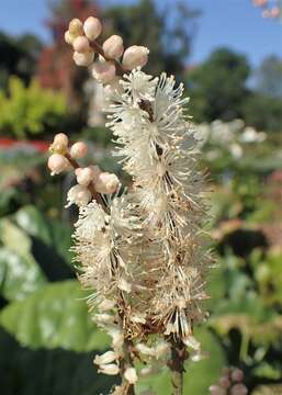 Image of Actaea japonica C. P. Thunberg ex A. Murray