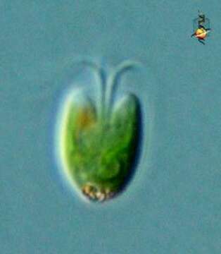 Image of Chlorodendrophyceae