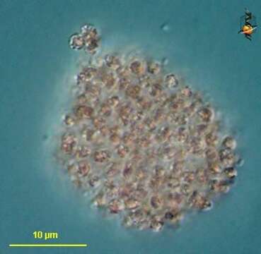 Image de Bactérie pourpre sulfureuse