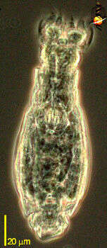 Image of Philodinidae