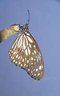 Image of Tirumala septentrionis