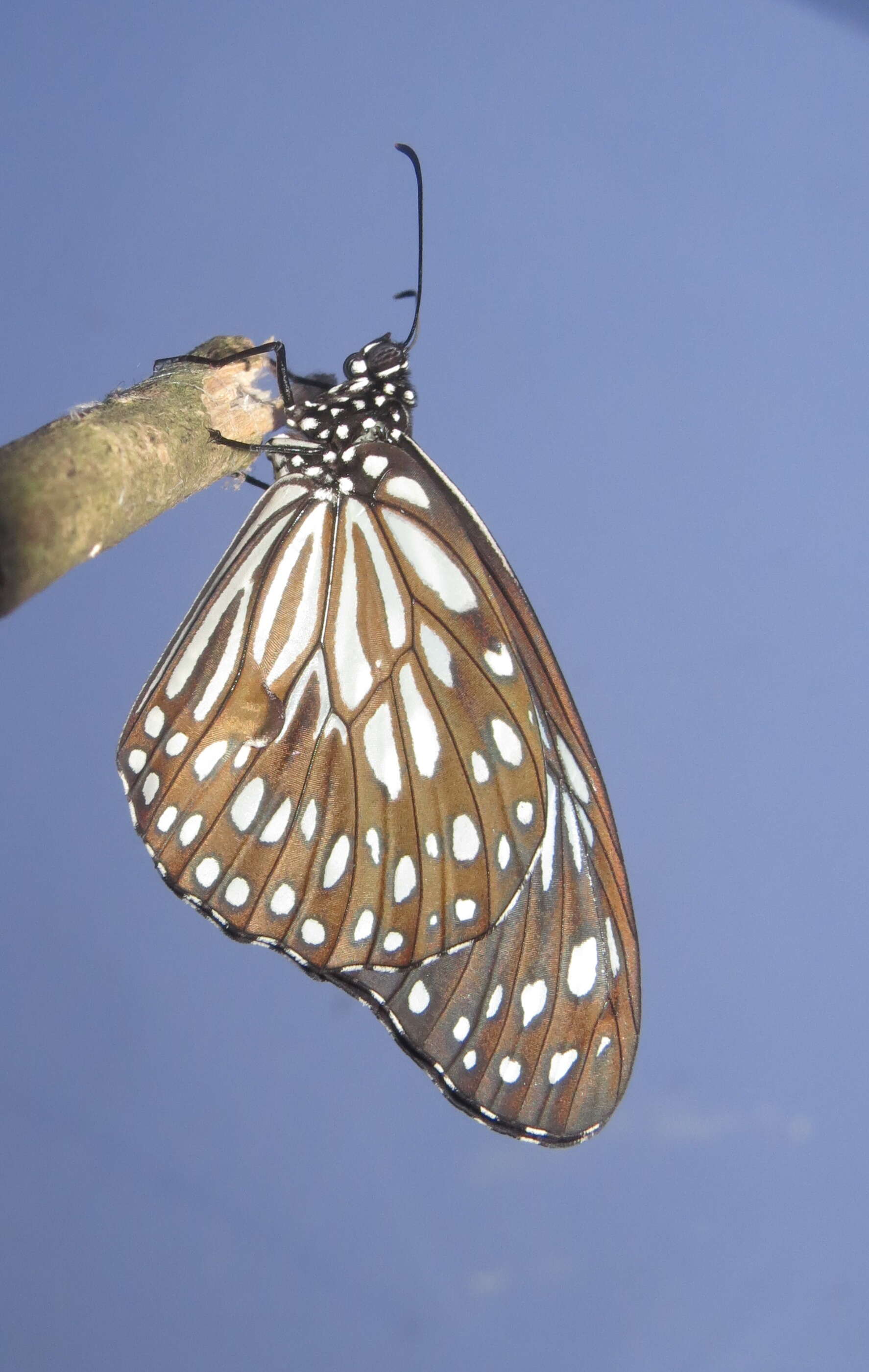 Image of Tirumala septentrionis