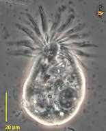 Imagem de Oligotrichia