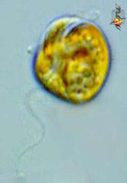 Image of Amphidinium carterae