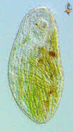 Image of Condylostomatidae
