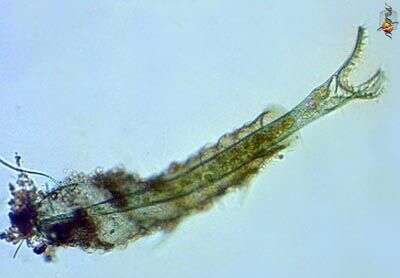 Image of Folliculina Lamarck 1816