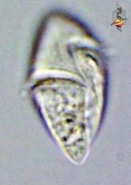 Image of Gyrodinium Kofoid & Swezy 1921