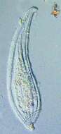 Image of Litonotidae