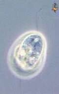 Image of Silicofilosea