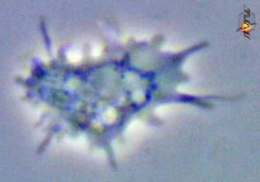 Image of Vexillifera