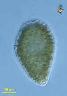 Image of raphidophytes