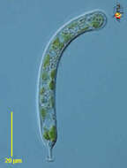 Image of Ophiocytiaceae