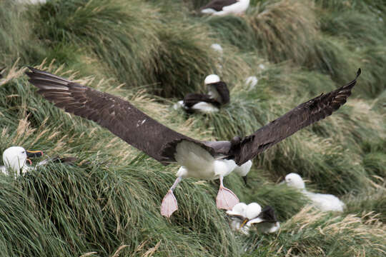 Image of Indian Yellow-nosed Albatross