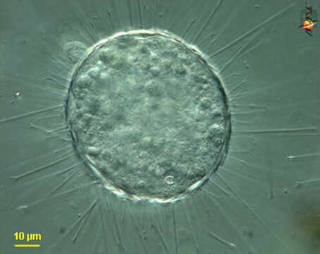 Image de Acanthocystis turfacea