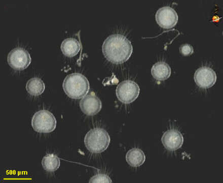 Image of Actinosphaerium eichhornii