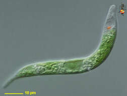 Image of Euglena mutabilis