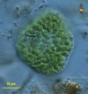 Vacuolariaceae resmi