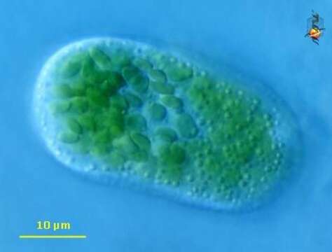 Image of Vacuolariaceae