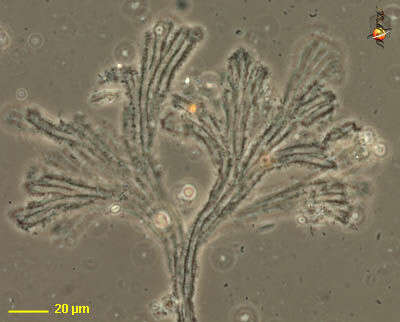 Image de unclassified Haptophyta