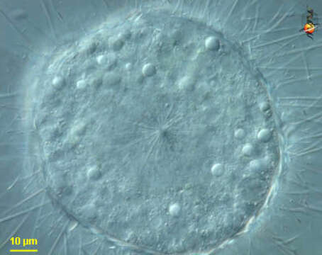 Image of Acanthocystis Carter 1863