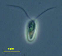 Image of Chlamydomonadaceae