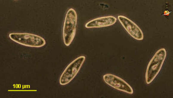 Image of <i>Paramecium aurelia-komplex</i>