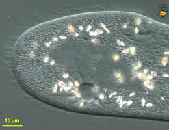 Image of <i>Paramecium aurelia-komplex</i>