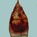 Слика од Eucyrtidium acuminatum