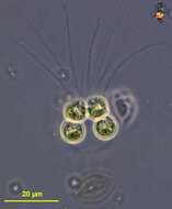 صورة Apiocystis Nägeli 1849