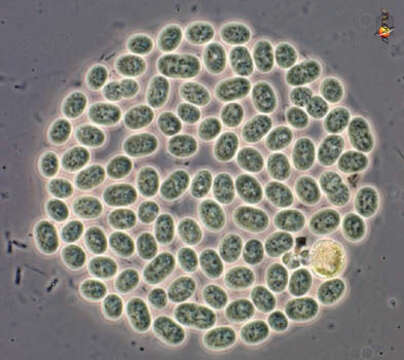 Image of Oscillatoriophycideae