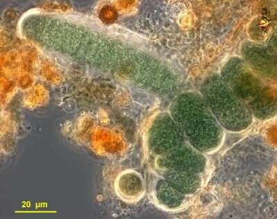 Image of Cyanobacteria/Melainabacteria group