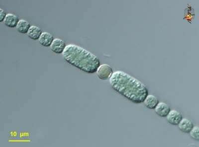 Image de Terrabacteria