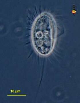 Imagem de Cyclidium O. F. Müller 1773