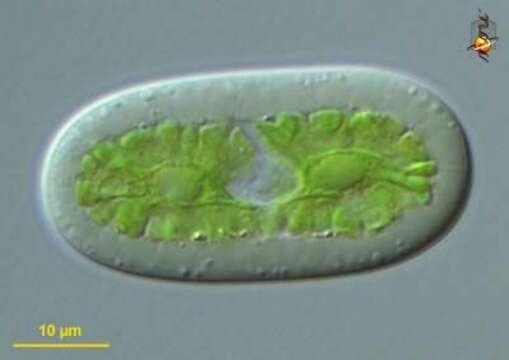 Image of Netrium (Naegeli) Itzigsohn & Rothe 1856