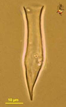 Sivun Dinobryaceae kuva