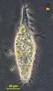Trachelostylidae的圖片
