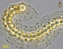 Image of Terrabacteria
