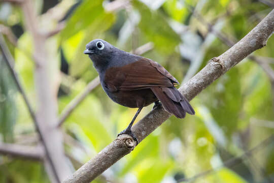 صورة Garrulax palliatus (Bonaparte 1850)