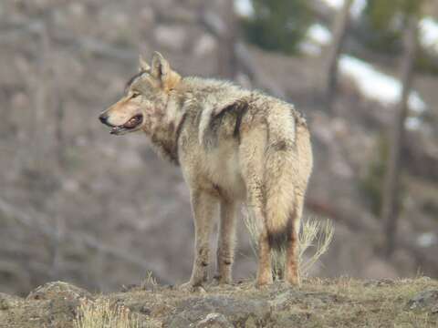 Image of gray wolf