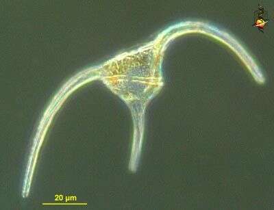 Image of Neoceratium tripos
