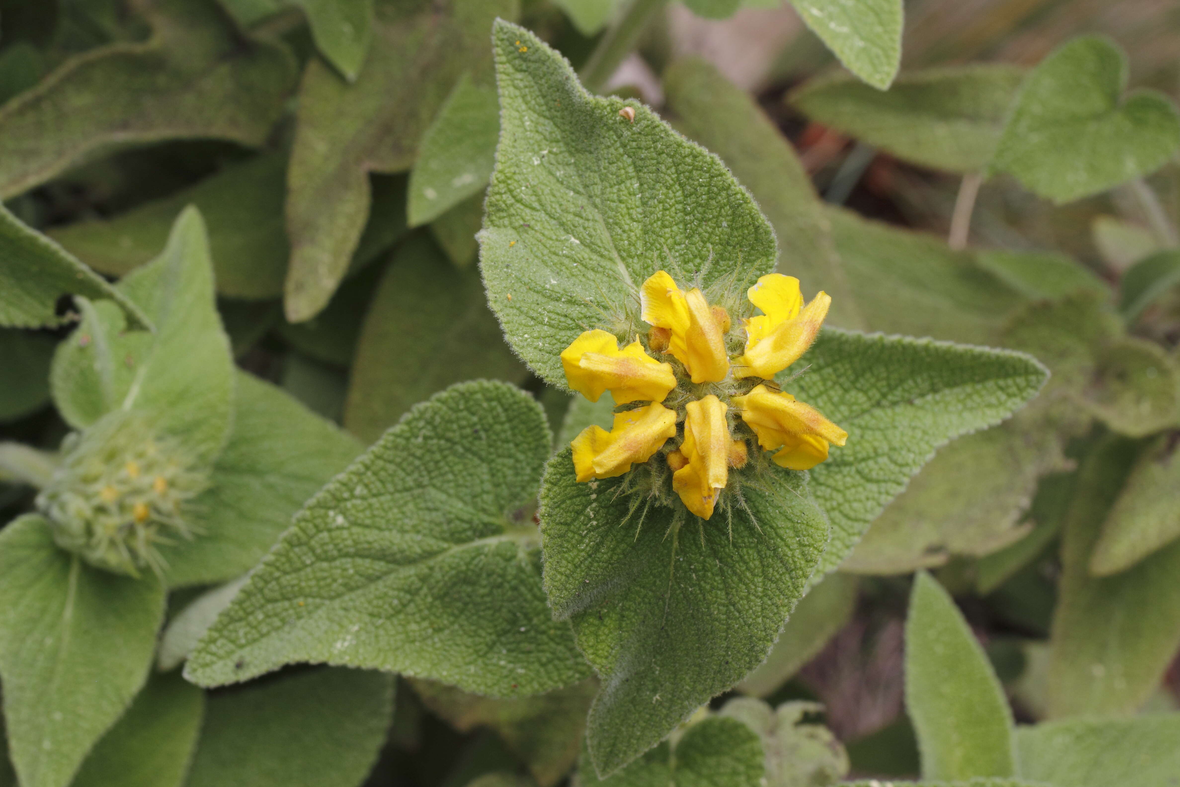 صورة Phlomis bourgaei Boiss.