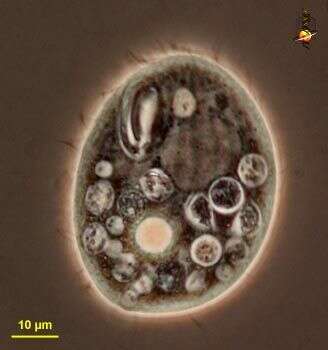 Image of Glaucoma Ehrenberg 1830