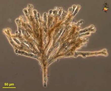 Image of unclassified Haptophyta