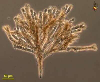 Sivun unclassified Haptophyta kuva
