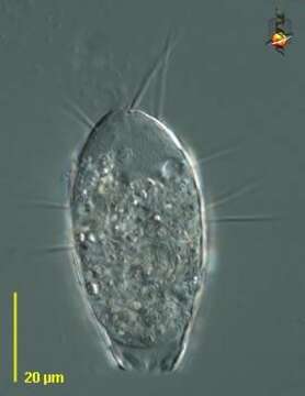 Image of Euglyphidae