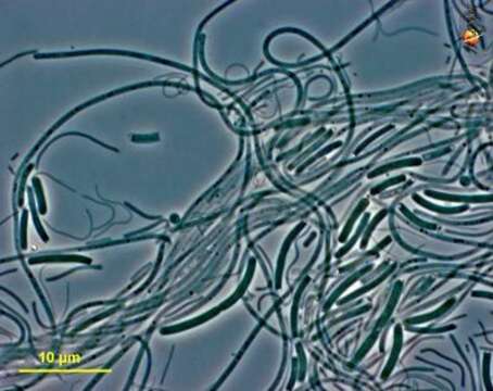 Image of green non-sulfur bacteria