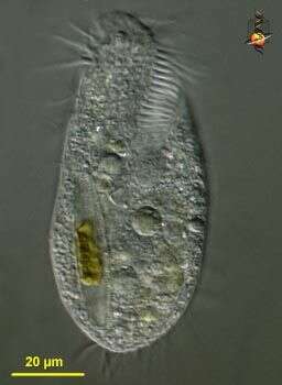 Histriculus Corliss 1960 resmi