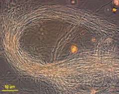 Hydrogenobaculum acidophilum的圖片