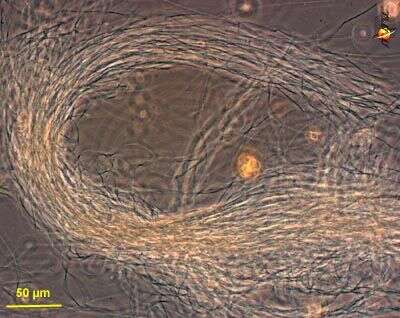 Hydrogenobaculum acidophilum的圖片